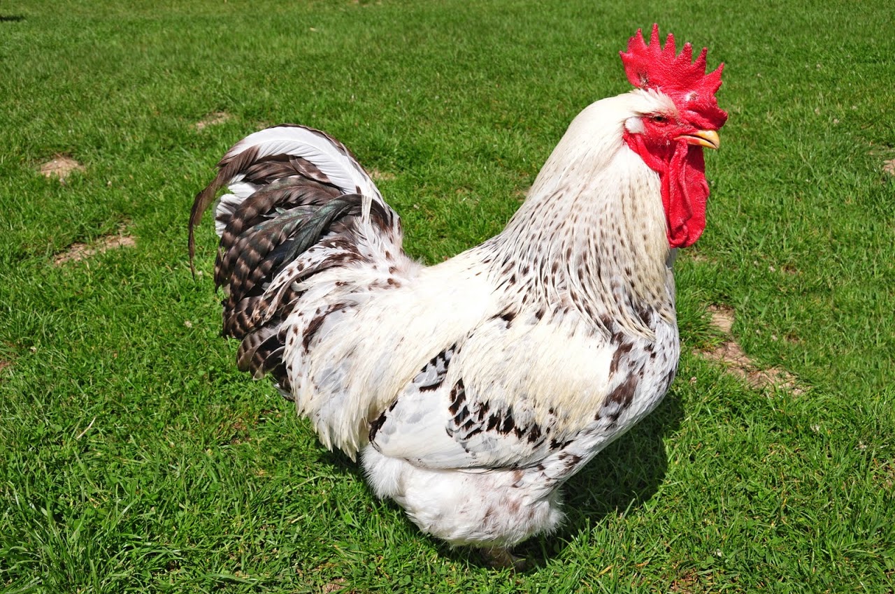 Automatic Chicken Coop Door Openers